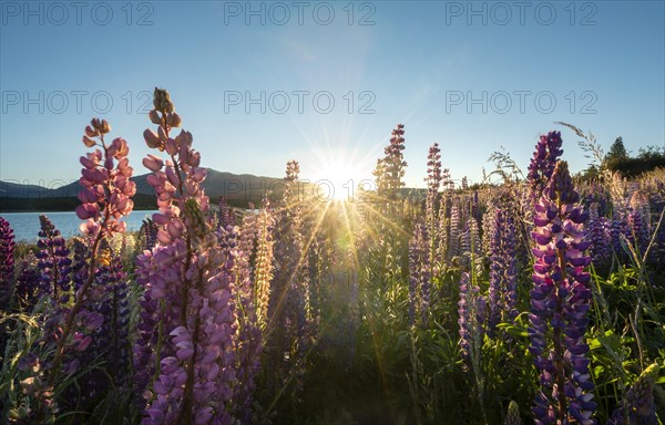 Purple Large-leaved lupins