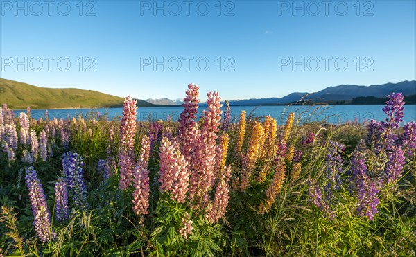 Pink and yellow Large-leaved lupins