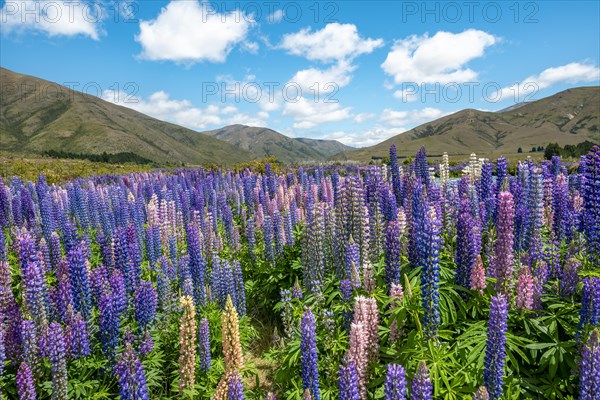 Purple flowering Large-leaved lupin