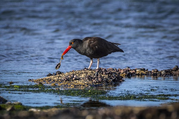 Blackish Oystercatcher