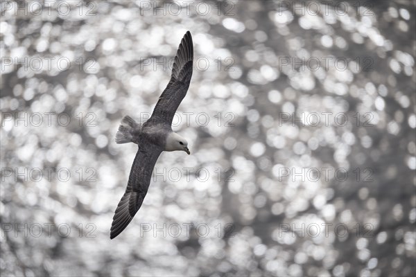 Flying Fulmaris glacialis