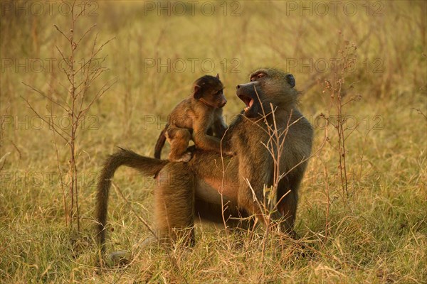 Chacma baboon