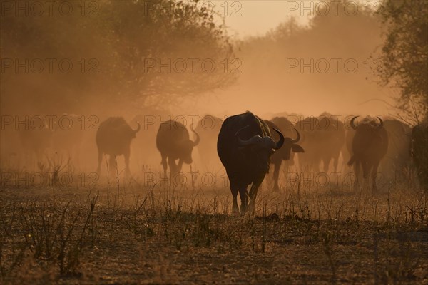 Cape buffalo