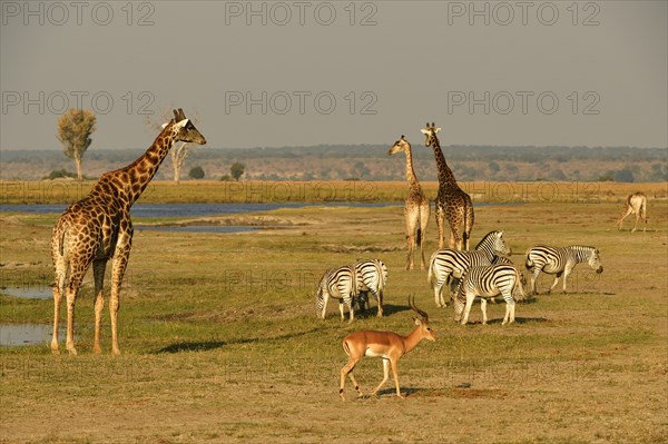 African wildlife