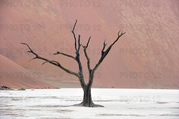 Deceased camelthorn tree