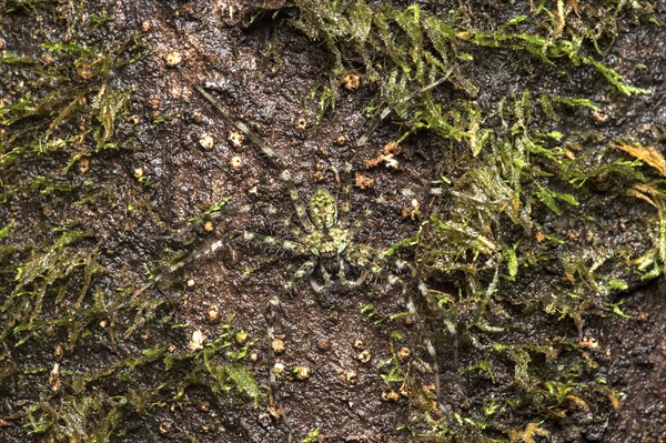 Well camouflaged giant crab spider