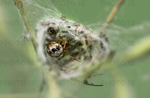 Female crested spider