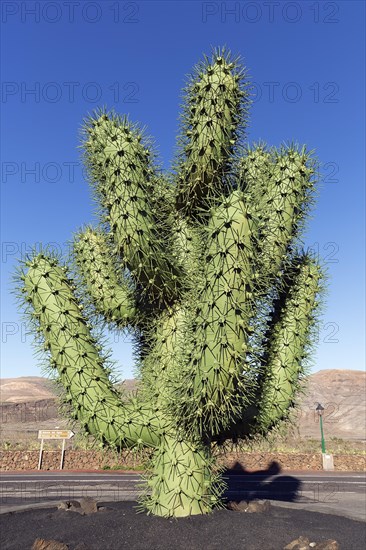 Giant artificial cactus