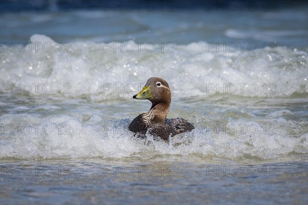 Falkland Steamer Duck