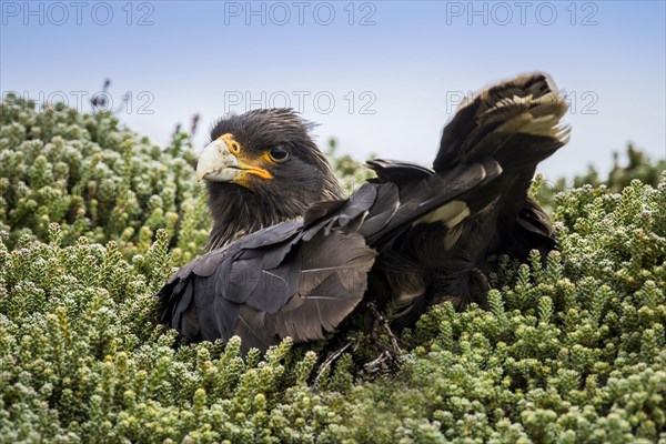 Striated Caracara