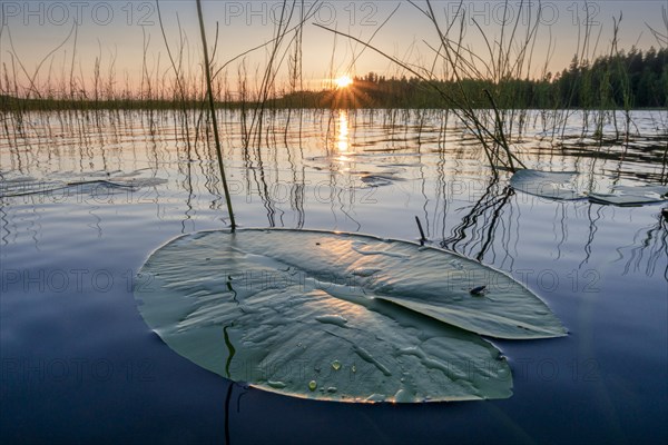 Lily leaf at sunset on a lake in a evening mood