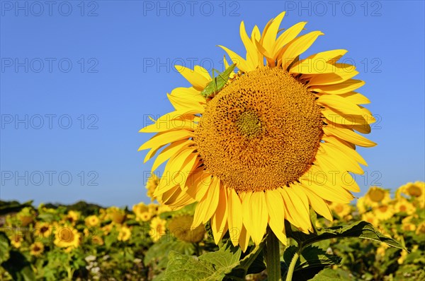 Sunflowerfeld