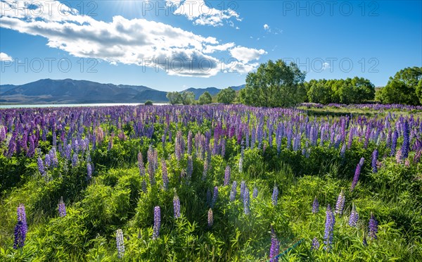 Purple large-leaved lupins