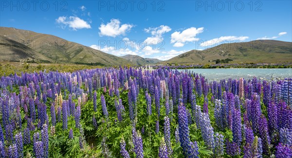 Purple flowering Large-leaved lupin