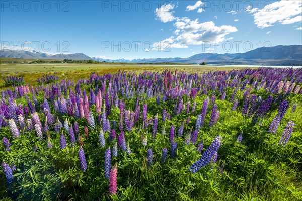 Purple large-leaved lupins