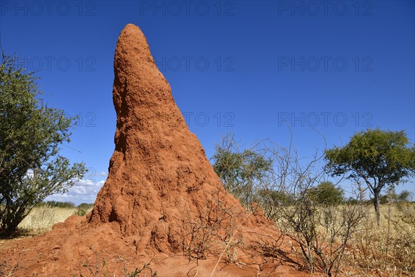 Termite Hill near Waterberg National Park