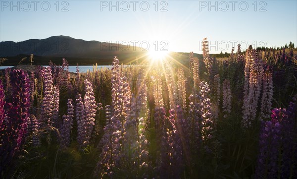 Purple Large-leaved lupins