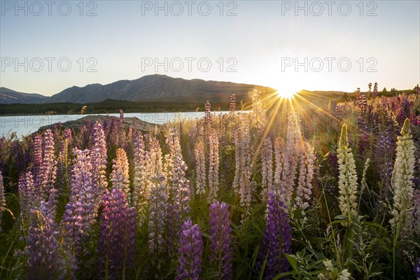 Purple Large-leaved lupins