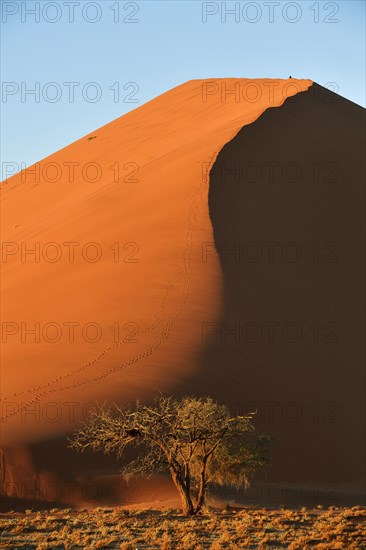 Dune 45 with camelthorn tree