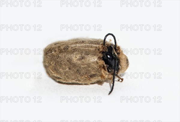 Slip of a horned mason bee