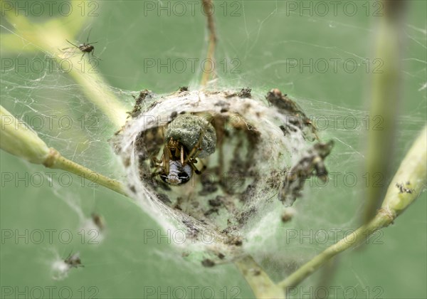 Female crested spider
