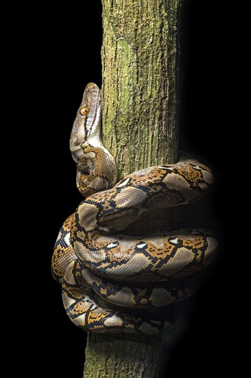 Reticulated python