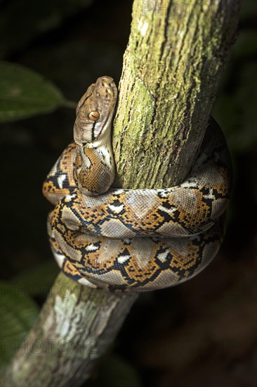 Reticulated python