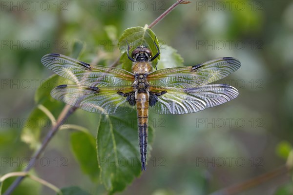 Four-spotted chaser