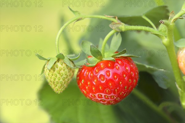 Garden strawberry