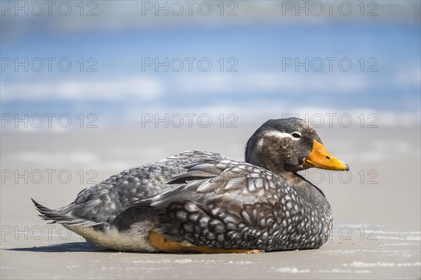 Falkland Steamer Duck