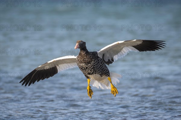 Kelp Goose