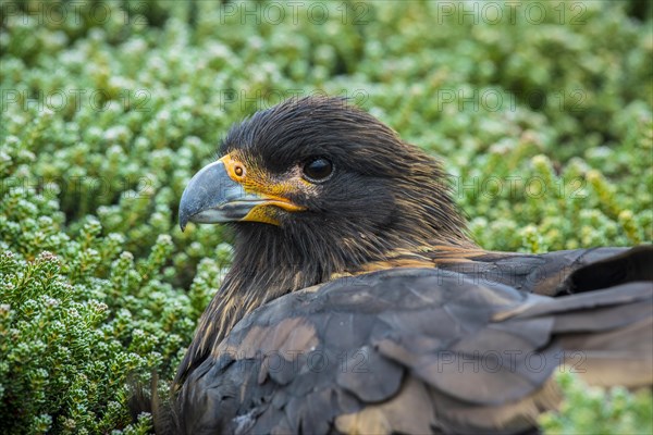 Striated Caracara