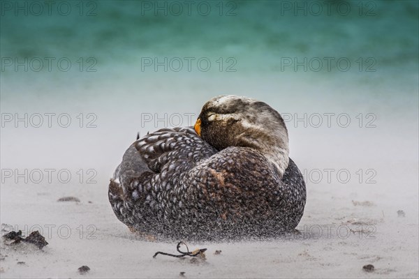 Magellanic steamboat duck