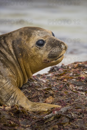 Southern elephant seal