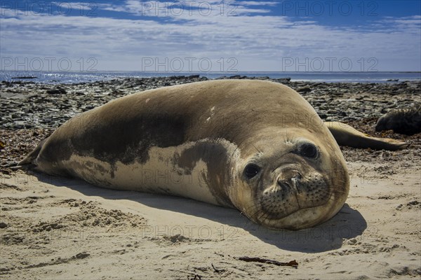 Southern elephant seal