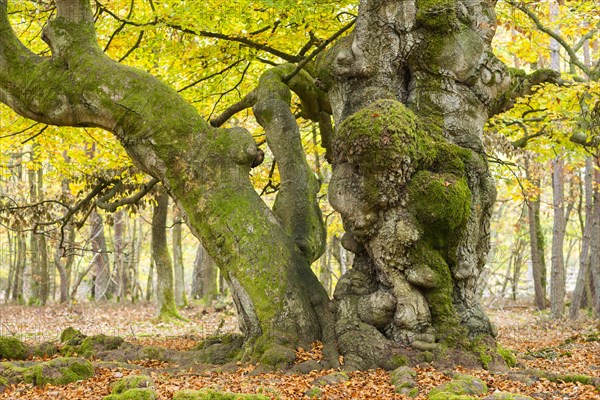 Common beech