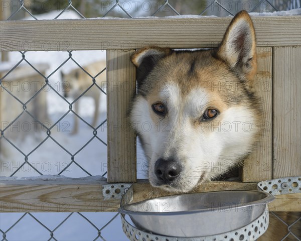 Husky in dog kennel