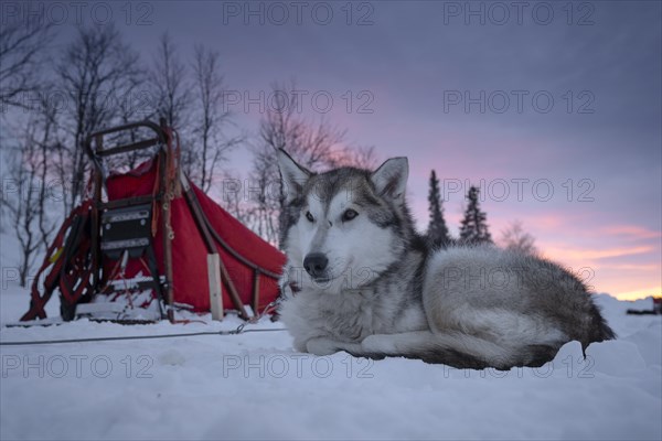 Husky next to dog sled resting in the snow at dawn