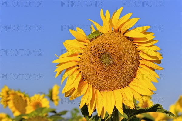 Sunflowerfeld