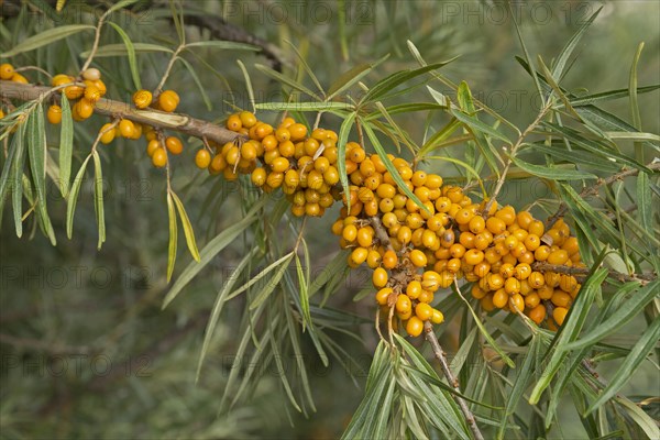 Common sea-buckthorn