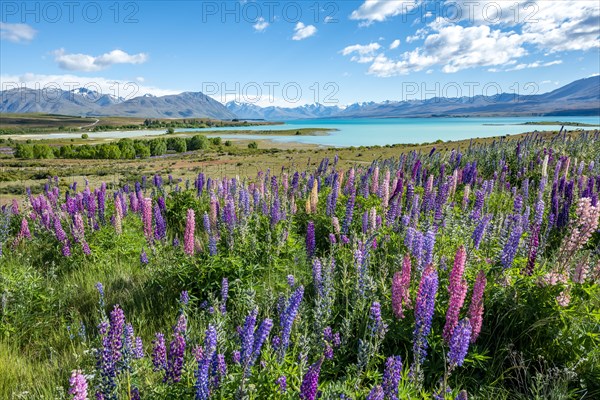 Purple large-leaved lupins