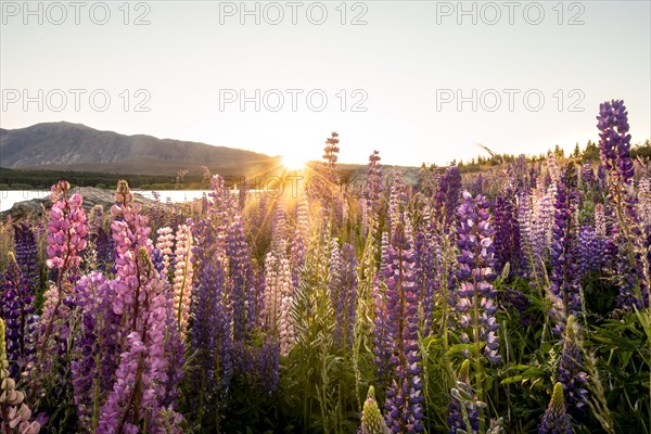 Purple Large-leaved lupins