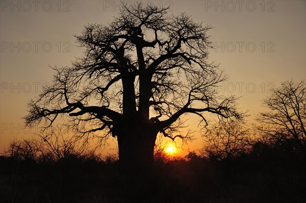 Age African baobab tree