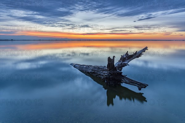 Tree trunk in water