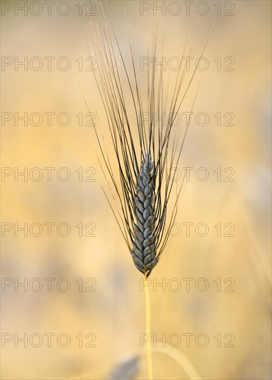 Black wheat ear Emmer Wheat