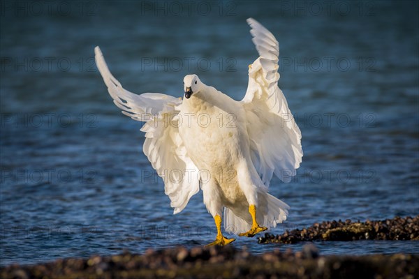 Kelp Goose