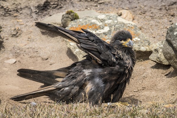 Striated Caracara