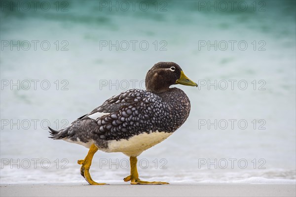 Falkland Steamer Duck