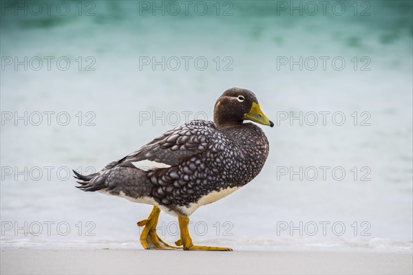 Falkland Steamer Duck