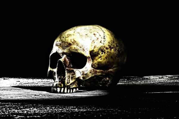 Human skull